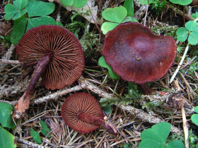 Escursione in Panarotta...con Russula